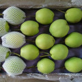 Green Color Fresh Shandong Pear From China